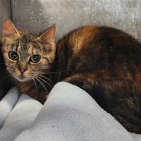 PELLICULE QCT (reservee), chatte à adopter