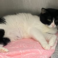 VIOLETTE, chatte à adopter