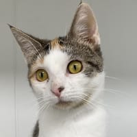 Alpha (en cours d'adoption), chatte à adopter