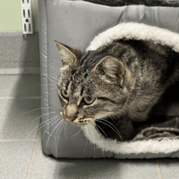 ZAMEE, chatte à adopter
