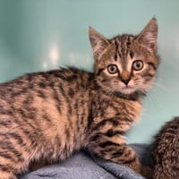 BOUM, chat à adopter