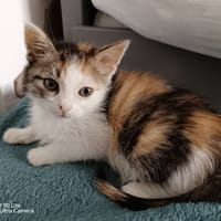 Lali, chatte à adopter