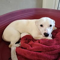 BOULE QCN, chien à adopter
