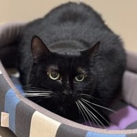 Blanchette CAB4730, chatte à adopter