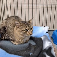 SHERLOCK, chat à adopter