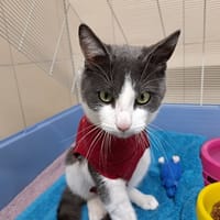 ARTOS, chat à adopter