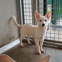 MARTY QCN, chien à adopter