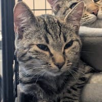PRINCESSE, chatte à adopter