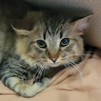 Anabeau, chat à adopter