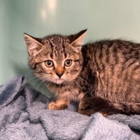 BAM, chat à adopter