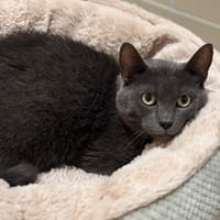 Mimi CAB4731, chatte à adopter