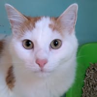 Ernesto [chaton], chat à adopter