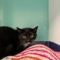 MITAINE, chat à adopter