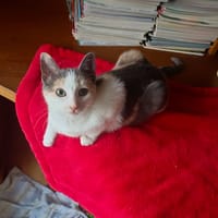 GRIBOUILLE, chatte à adopter