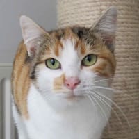 MIGNONNE, chatte à adopter