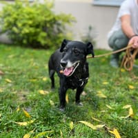 VALOU, chienne à adopter