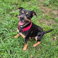 Sayer, chien à adopter