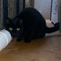 LIZ, chatte à adopter