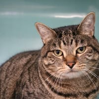 RIO HAB17372, chat à adopter