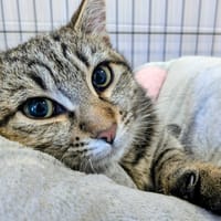 X, chat à adopter