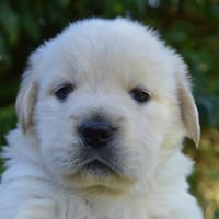 SHOWGIRL CHAO, chienne à adopter