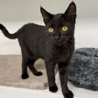 ACHILLE, chat à adopter