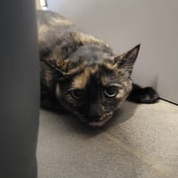 Ginger, chatte à adopter