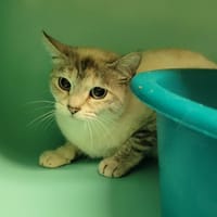 Nata, chatte à adopter