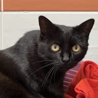 khaleesi, chatte à adopter