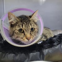 Rina, chatte à adopter