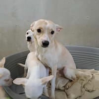BILL QCN, chien à adopter