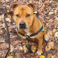 LUNA, chienne à adopter