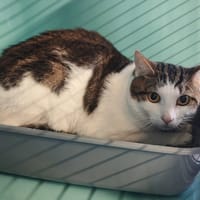 MAX, chat à adopter