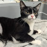 Youpla [Chaton], chatte à adopter
