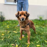NICOX, chien à adopter