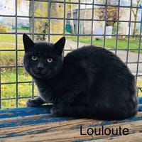 Louloute, chatte à adopter