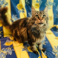 Clothaire, chat à adopter