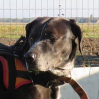 SHANA, chienne à adopter