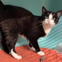 Jazzy CAB4548, chatte à adopter