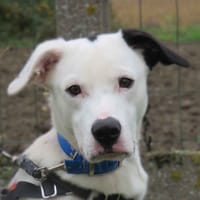 FELIX (Réservé), chien à adopter