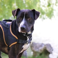 FOX, chien à adopter