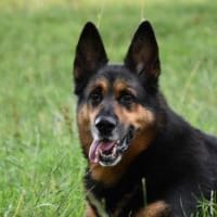 Rio, chien à adopter