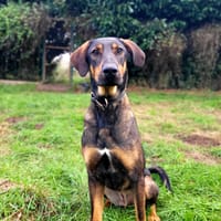 Chirac, chien à adopter
