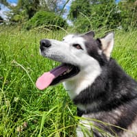 Rexy, chien à adopter