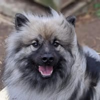 pixel, chien à adopter