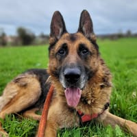 Malone, chien à adopter