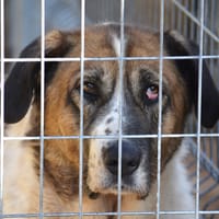 DAGA, chienne à adopter
