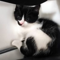FILOU, chat à adopter