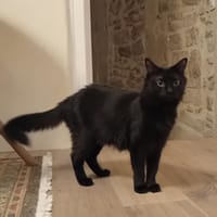 ABBY, chatte à adopter