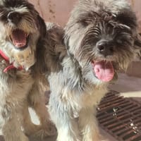 DARYL, chien à adopter